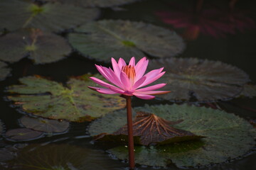 pink water lily