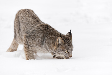 Canadian Lynx (Lynx canadensis) Looks Right Nose to Snow Winter