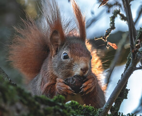 Eichhörnchen mit Walnuss in den Pfoten