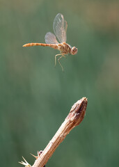 Dragonfly