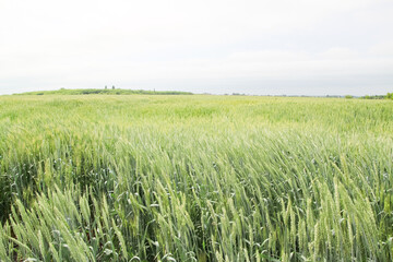 A large green field of cereal wheat is heading under a bright sky.