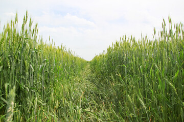 A large green field of cereal wheat is heading under a bright sky.