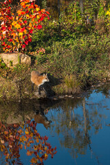 Obraz premium Lis rudy (Vulpes vulpes) patrzy w górę z wody z linii brzegowej odbiciem jesieni