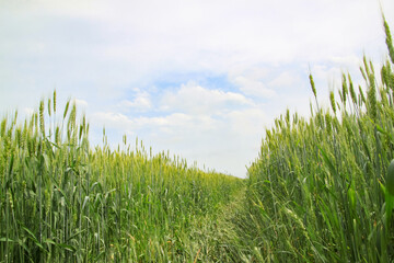 Obraz premium A large green field of cereal wheat is heading under a bright sky.