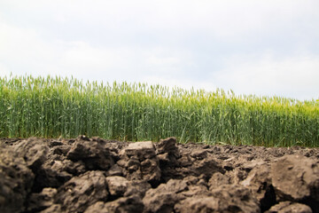 A large green field of cereal wheat is heading under a bright sky.