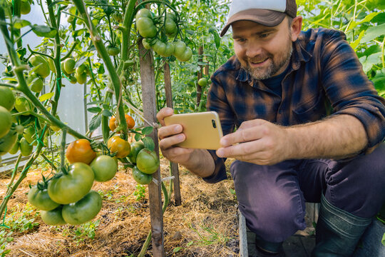 Farmer taking smartphone picture of tomatos on a plant