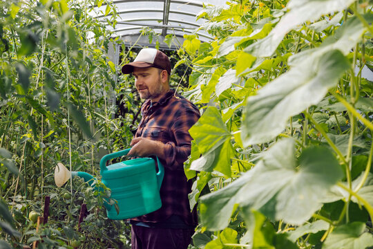 Farmer watering tomato plants in greenhouse