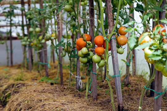 Tomato Plants Growing In A Row