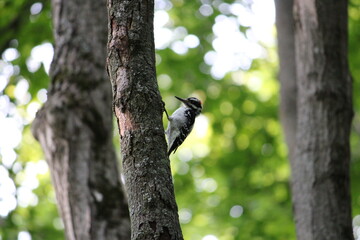 Young Red-headed Woodpecker