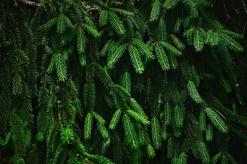 Christmas fir tree branches background Christmas pine tree texture