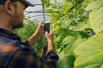 Farmer taking smartphone picture of plants in a greenhouse