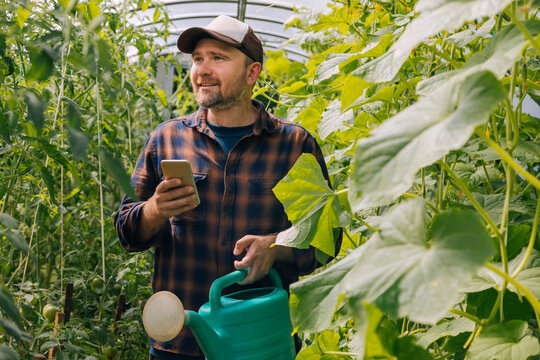 Farmer holding watering can at tomato plants in greenhouse