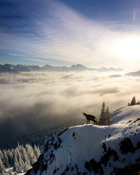 Chamois (Rupicapra rupicapra) standing at edge of snowcapped mountain peak at foggy sunrise