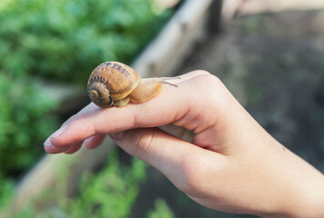 the snail got out of the shell and sits on the hand