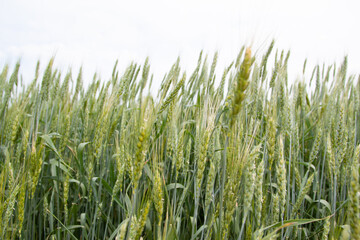A large green field of cereal wheat is heading under a bright sky.
