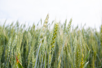 A large green field of cereal wheat is heading under a bright sky.