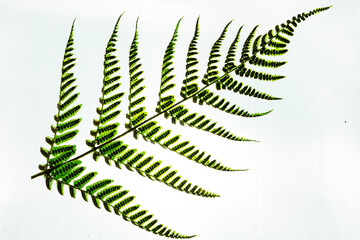 Fern leaf high light green