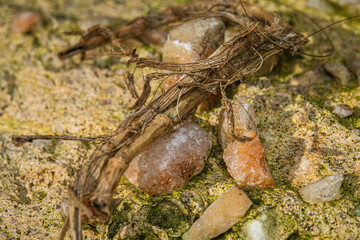 Macro photography of little twig