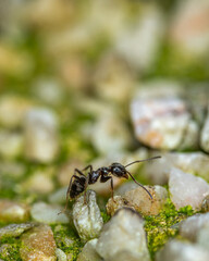 Macro photography of ant on moss, lichen and sand