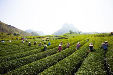 Mocchau highland, Vietnam: Farmers colectting tea leaves in a field of green tea hill on Oct 25, 2015. Tea is a traditional drink in Asia