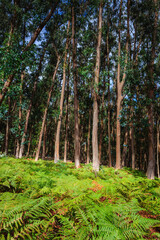 Eucalyptus forest with fern layer photographed in the Cies Islands