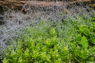 Dew drops on spider web in moss.