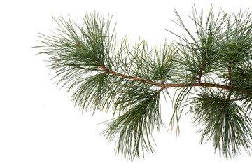 Obraz premium Evergreen tree branch isolated on white background