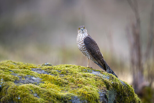 Portrait of Eurasian sparrowhawk (Accipiter nisus) standing on mossy rock
