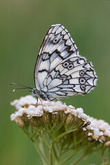 butterfly on a flower
