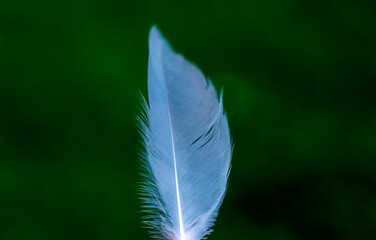 White feather on green background. Concept, copy space.