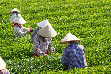 Mocchau highland, Vietnam: Farmers colectting tea leaves in a field of green tea hill on Oct 25, 2015. Tea is a traditional drink in Asia