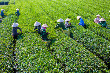 Mocchau highland, Vietnam: Farmers colectting tea leaves in a field of green tea hill on Oct 25, 2015. Tea is a traditional drink in Asia