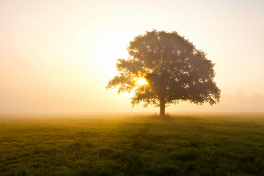 Fototapeta Beautiful scenery of a tree in a field with the sunset in the background