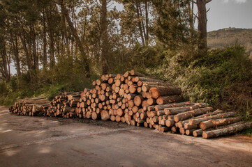 Cargamento de troncos pino cortados para la producción industrial de madera listos para su transporte hacia la fábrica maderera. 