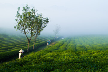 Mocchau highland, Vietnam: Farmers colectting tea leaves in a field of green tea hill on Oct 25, 2015. Tea is a traditional drink in Asia