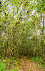 Muddy Footpath, Kirkconnell Flow Nature Reserve, Dumfries & Galloway, Scotland