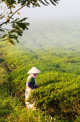 Fototapeta premium Mocchau highland, Vietnam: Farmers colectting tea leaves in a field of green tea hill on Oct 25, 2015. Tea is a traditional drink in Asia