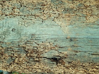 Texture of old wood, Board damaged by termites and ants. Background. Place for the label