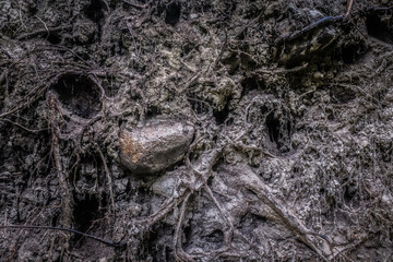 close up view on root system covered with soil, dirt, wood and stones, placed deep in a forest.