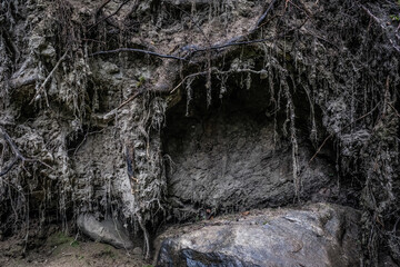 close up view on root system covered with soil, dirt, wood and stones, placed deep in a forest.