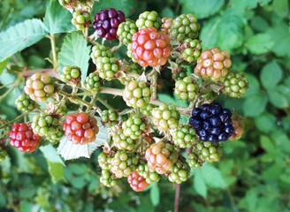 BlackBerry branch with ripe and green berries. Summer forest harvest.