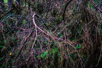 thicket deep in the forest, somewhere in russian northern region