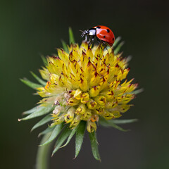 ladybug on flower