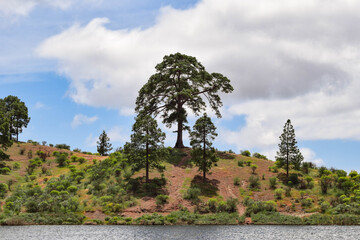 Obraz premium a tree near a lake