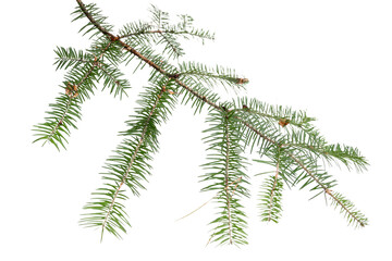 Evergreen tree branch isolated on white background