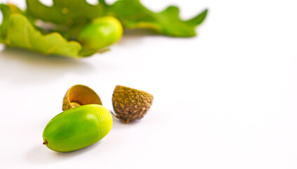 Green acorns and oak leaves on the white background. Space for text, copy space. Acorn shell.