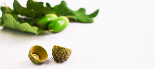 Green acorns and oak leaves on the white background. Space for text, copy space. Acorn shell.