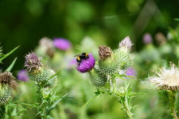bee on lavender