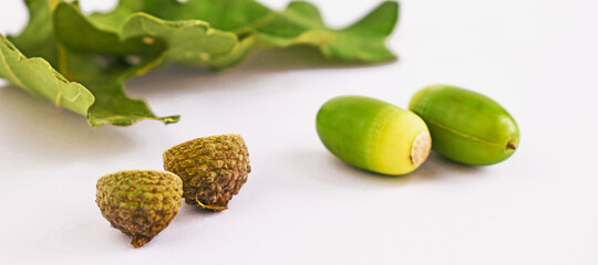 Green acorns and oak leaves on the white background. Space for text, copy space. Acorn shell.