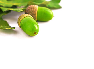 Green acorns and oak leaves on the white background. Space for text, copy space. Acorn shell.